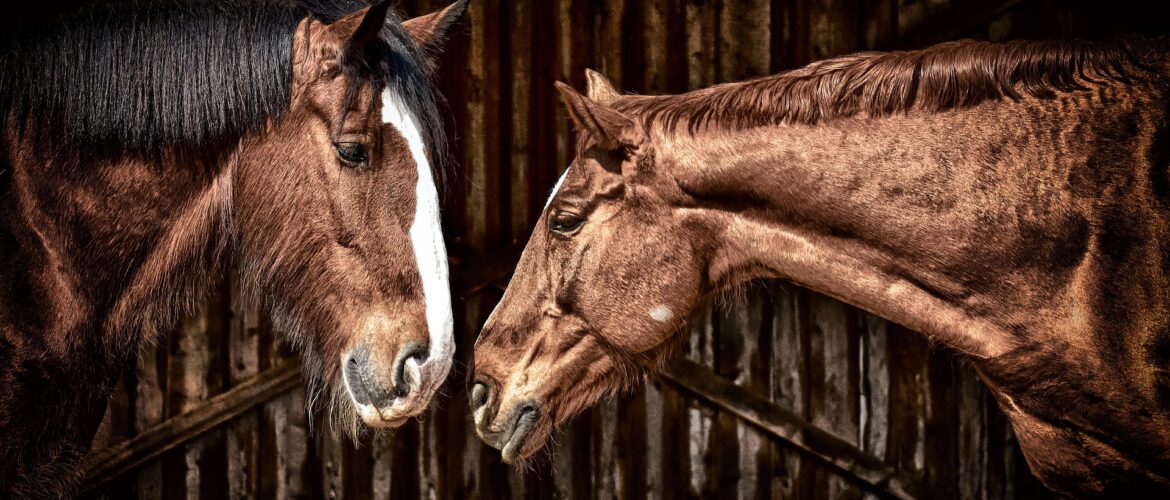 Two horses in a stable. One seems to be reaching out to touch its nose to the other.
