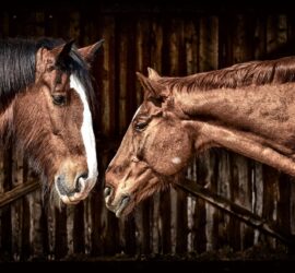Two horses in a stable. One seems to be reaching out to touch its nose to the other.